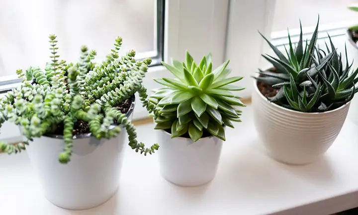 Hướng Dẫn Trồng Sen Đá Đúng Cách Cho Người Mới Bắt Đầu, Từ A-Z