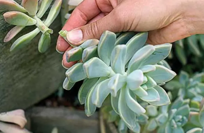 Cách Trồng Sen Đá Từ Hạt Giống: Hướng Dẫn Chi Tiết Từ A-Z
