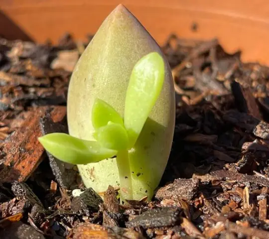 Cách Trồng Sen Đá Từ Hạt Giống: Hướng Dẫn Chi Tiết Từ A-Z