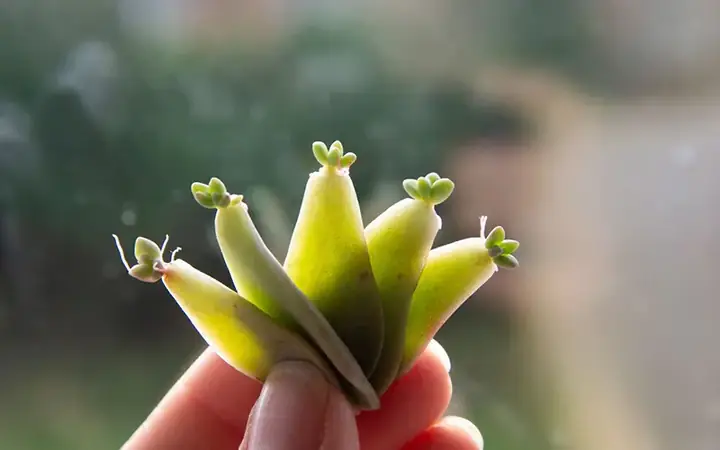 Cách Trồng Sen Đá Từ Lá: Hướng Dẫn Chi Tiết Từ A-Z Cho Người Mới Bắt Đầu Cách Trồng Sen Đá Từ Lá: Hướng Dẫn Chi Tiết Từ A-Z Cho Người Mới Bắt Đầu