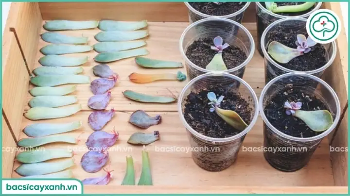 Cách Trồng Và Chăm Sóc Sen Đá Mini Chuẩn Cho Người Mới Bắt Đầu Cách Trồng Và Chăm Sóc Sen Đá Mini Chuẩn Cho Người Mới Bắt Đầu