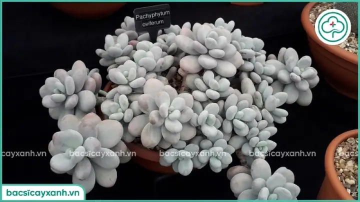 Cách Trồng Và Chăm Sóc Sen Đá Mini Chuẩn Cho Người Mới Bắt Đầu Cách Trồng Và Chăm Sóc Sen Đá Mini Chuẩn Cho Người Mới Bắt Đầu