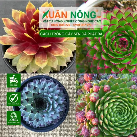 Hướng Dẫn Chi Tiết Cách Trồng Và Chăm Sóc Sen Đá Phật Bà Sống Khỏe, Ra Hoa Đẹp Hướng Dẫn Chi Tiết Cách Trồng Và Chăm Sóc Sen Đá Phật Bà Sống Khỏe, Ra Hoa Đẹp