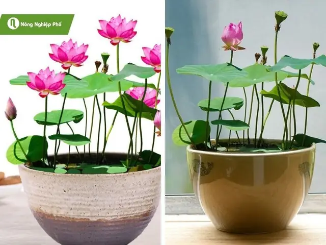 Hướng Dẫn Chi Tiết Cách Trồng Sen Mini Ra Hoa Đẹp Tại Nhà