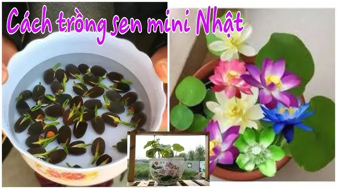 Hướng Dẫn Chi Tiết Cách Trồng Sen Mini Ra Hoa Đẹp Tại Nhà