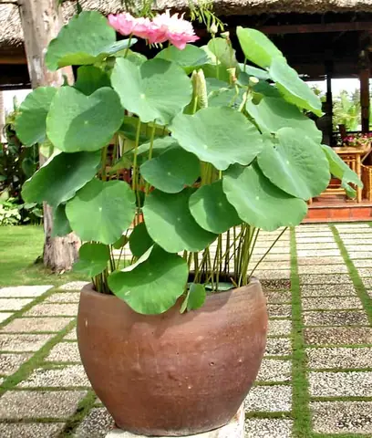 Cách Trồng Sen Trong Chậu Đơn Giản, Ra Hoa Đẹp Đúng Cách Tại Nhà Cách Trồng Sen Trong Chậu Đơn Giản, Ra Hoa Đẹp Đúng Cách Tại Nhà