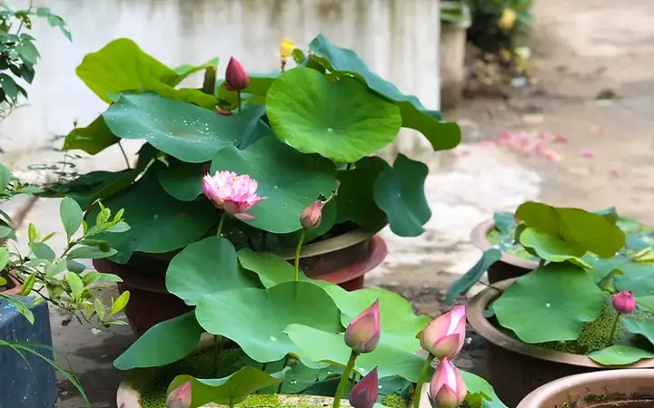 Cách Trồng Sen Trong Chậu Đơn Giản, Ra Hoa Đẹp Đúng Cách Tại Nhà Cách Trồng Sen Trong Chậu Đơn Giản, Ra Hoa Đẹp Đúng Cách Tại Nhà