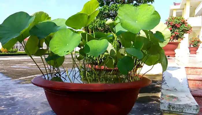 Cách Trồng Sen Trong Chậu Đơn Giản, Ra Hoa Đẹp Đúng Cách Tại Nhà Cách Trồng Sen Trong Chậu Đơn Giản, Ra Hoa Đẹp Đúng Cách Tại Nhà