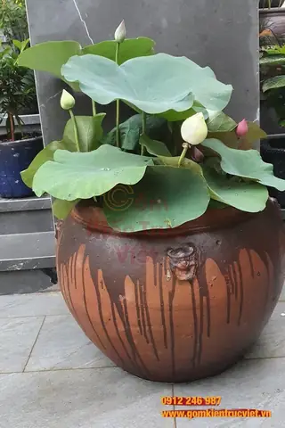 Cách Trồng Sen Trong Chậu Đơn Giản, Ra Hoa Đẹp Đúng Cách Tại Nhà Cách Trồng Sen Trong Chậu Đơn Giản, Ra Hoa Đẹp Đúng Cách Tại Nhà