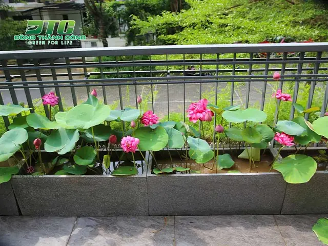 Cách Trồng Sen Trong Hồ Cá: Hướng Dẫn Chi Tiết Cho Người Mới Bắt Đầu