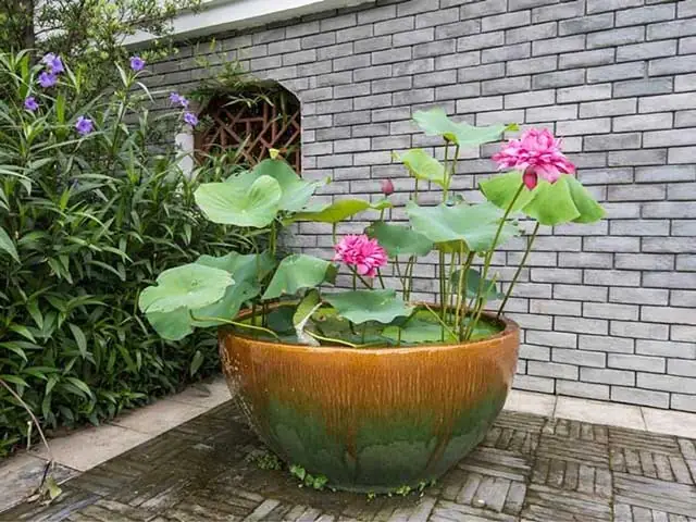 Cách Trồng Sen Trong Hồ Cá: Hướng Dẫn Chi Tiết Cho Người Mới Bắt Đầu