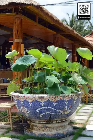 Cách Trồng Sen Trong Thùng Xốp: Hướng Dẫn Chi Tiết Cho Người Mới Bắt Đầu Cách Trồng Sen Trong Thùng Xốp: Hướng Dẫn Chi Tiết Cho Người Mới Bắt Đầu