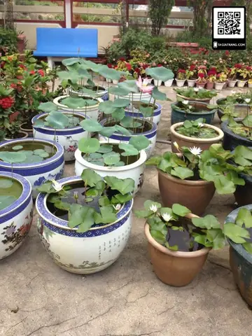 Cách Trồng Sen Trong Thùng Xốp: Hướng Dẫn Chi Tiết Cho Người Mới Bắt Đầu Cách Trồng Sen Trong Thùng Xốp: Hướng Dẫn Chi Tiết Cho Người Mới Bắt Đầu