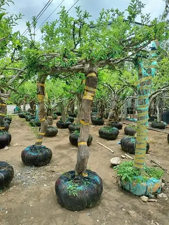 Hướng Dẫn Chi Tiết Cách Trồng Sơ Ri Sai Trĩu Quả Tại Nhà Hướng Dẫn Chi Tiết Cách Trồng Sơ Ri Sai Trĩu Quả Tại Nhà