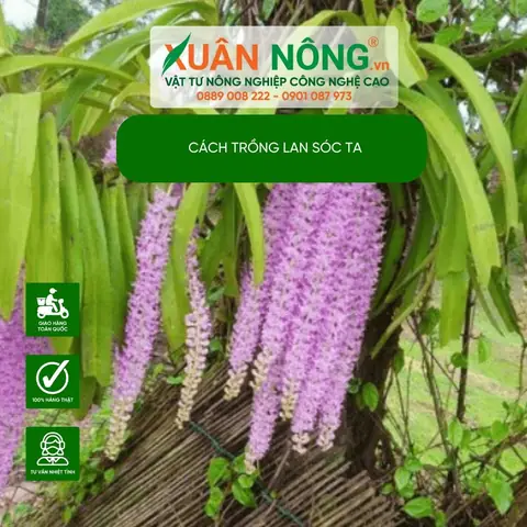 Hướng Dẫn Chi Tiết Cách Trồng Lan Sóc Ta (lan Đuôi Chồn) Chuẩn Tại Nhà Hướng Dẫn Chi Tiết Cách Trồng Lan Sóc Ta (lan Đuôi Chồn) Chuẩn Tại Nhà
