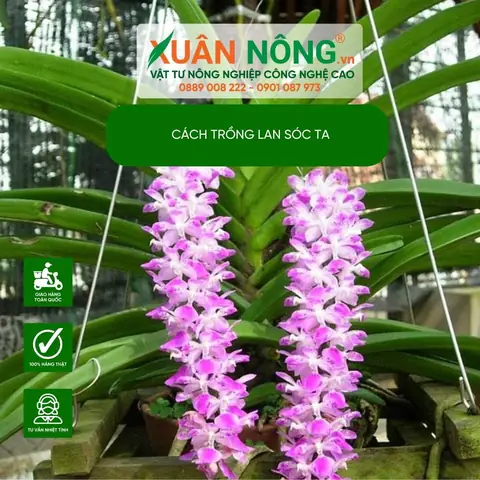 Hướng Dẫn Chi Tiết Cách Trồng Lan Sóc Ta (lan Đuôi Chồn) Chuẩn Tại Nhà Hướng Dẫn Chi Tiết Cách Trồng Lan Sóc Ta (lan Đuôi Chồn) Chuẩn Tại Nhà