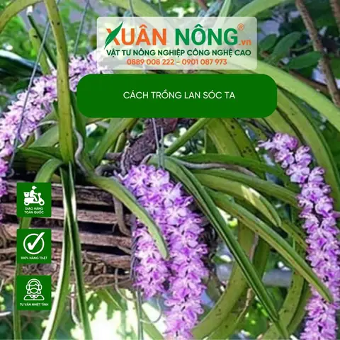 Hướng Dẫn Chi Tiết Cách Trồng Lan Sóc Ta (lan Đuôi Chồn) Chuẩn Tại Nhà Hướng Dẫn Chi Tiết Cách Trồng Lan Sóc Ta (lan Đuôi Chồn) Chuẩn Tại Nhà