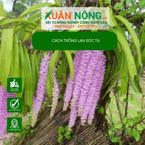 Hướng Dẫn Chi Tiết Cách Trồng Lan Sóc Ta (lan Đuôi Chồn) Chuẩn Tại Nhà Hướng Dẫn Chi Tiết Cách Trồng Lan Sóc Ta (lan Đuôi Chồn) Chuẩn Tại Nhà