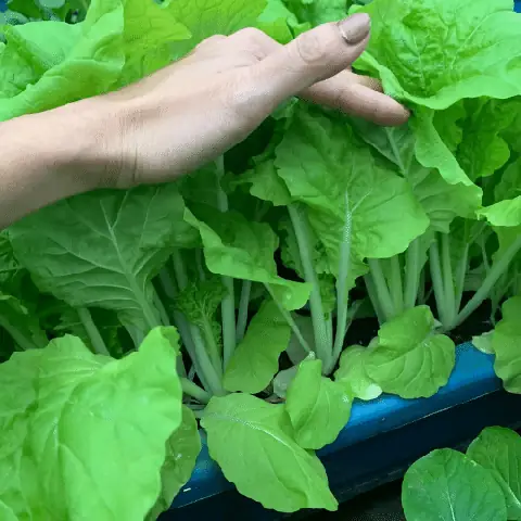 Hướng Dẫn Trồng Su Hào Trong Chậu, Thùng Xốp Tại Nhà: Chọn Giống, Chăm Sóc Và Thu Hoạch Hướng Dẫn Trồng Su Hào Trong Chậu, Thùng Xốp Tại Nhà: Chọn Giống, Chăm Sóc Và Thu Hoạch