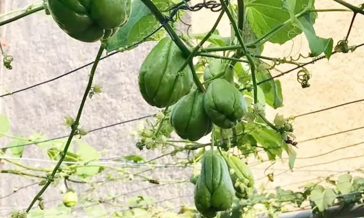 Cách Trồng Su Su Sai Quả, Năng Suất Cao Tại Nhà Đơn Giản Cách Trồng Su Su Sai Quả, Năng Suất Cao Tại Nhà Đơn Giản