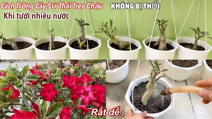 Cách Trồng Và Chăm Sóc Cây Sứ Thái Đúng Kỹ Thuật, Ra Hoa Rực Rỡ