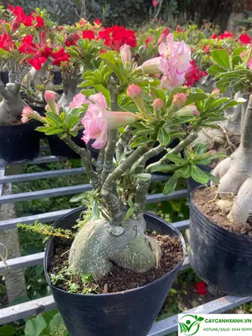 Cách Trồng Và Chăm Sóc Cây Sứ Thái Đúng Kỹ Thuật, Ra Hoa Rực Rỡ
