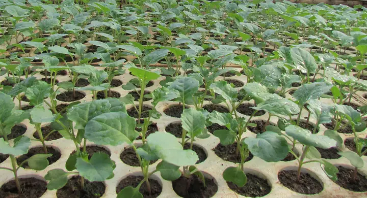 Cách Trồng Súp Lơ Xanh (bông Cải Xanh) Cho Năng Suất Cao Tại Nhà