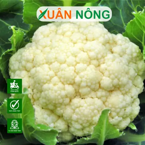 Hướng Dẫn Chi Tiết Cách Trồng Súp Lơ Xanh Trong Chậu Tại Nhà