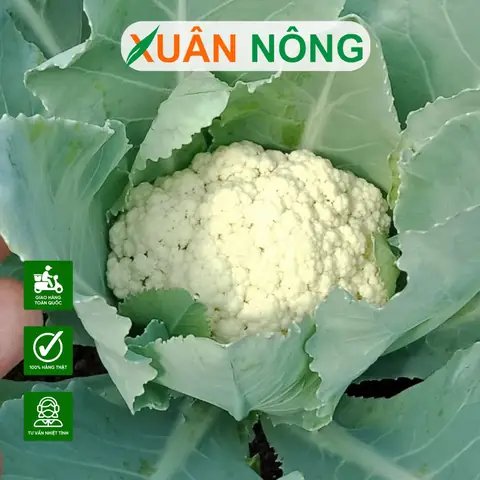 Hướng Dẫn Chi Tiết Cách Trồng Súp Lơ Xanh Trong Chậu Tại Nhà