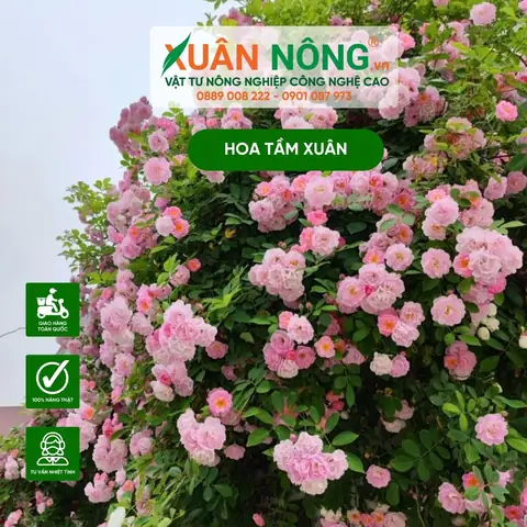 Hướng Dẫn Chi Tiết Cách Trồng Và Chăm Sóc Hoa Tầm Xuân Nở Đẹp Quanh Năm