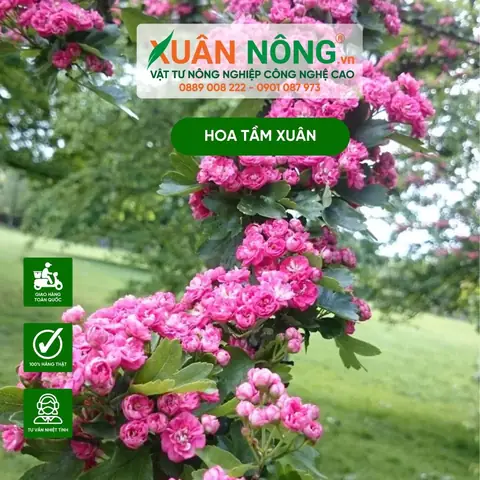 Hướng Dẫn Chi Tiết Cách Trồng Và Chăm Sóc Hoa Tầm Xuân Nở Đẹp Quanh Năm
