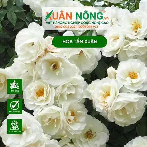Hướng Dẫn Chi Tiết Cách Trồng Và Chăm Sóc Hoa Tầm Xuân Nở Đẹp Quanh Năm