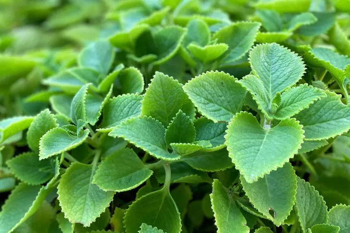 Cách Trồng Tần Dày Lá (húng Chanh) Chuẩn Tại Nhà Từ A-Z