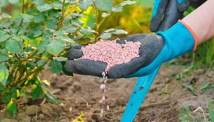 Hướng Dẫn Chi Tiết Cách Trồng Táo Đỏ Trong Chậu Đơn Giản, Sai Trĩu Quả Hướng Dẫn Chi Tiết Cách Trồng Táo Đỏ Trong Chậu Đơn Giản, Sai Trĩu Quả