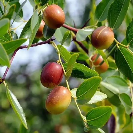 Hướng Dẫn Chi Tiết Cách Trồng Táo Đỏ Trong Chậu Đơn Giản, Sai Trĩu Quả Hướng Dẫn Chi Tiết Cách Trồng Táo Đỏ Trong Chậu Đơn Giản, Sai Trĩu Quả