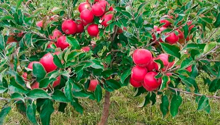 Hướng Dẫn Chi Tiết Cách Trồng Táo Đỏ Trong Chậu Đơn Giản, Sai Trĩu Quả Hướng Dẫn Chi Tiết Cách Trồng Táo Đỏ Trong Chậu Đơn Giản, Sai Trĩu Quả
