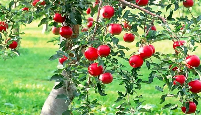 Hướng Dẫn Chi Tiết Cách Trồng Táo Đỏ Trong Chậu Đơn Giản, Sai Trĩu Quả Hướng Dẫn Chi Tiết Cách Trồng Táo Đỏ Trong Chậu Đơn Giản, Sai Trĩu Quả