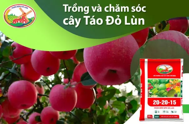 Hướng Dẫn Trồng Cây Táo Lùn Sai Quả, Chăm Sóc Đúng Cách Tại Nhà