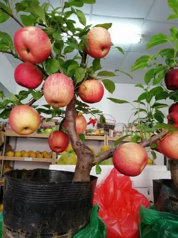 Hướng Dẫn Trồng Cây Táo Lùn Sai Quả, Chăm Sóc Đúng Cách Tại Nhà