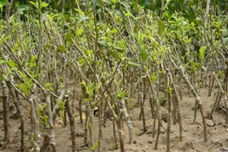 Hướng Dẫn Chi Tiết Cách Trồng Táo Ta Từ Hạt Tại Nhà Dễ Thành Công