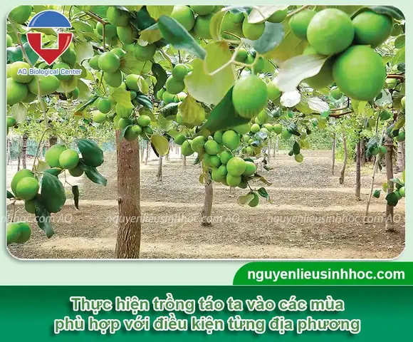 Hướng Dẫn Chi Tiết Cách Trồng Táo Ta Từ Hạt Tại Nhà Dễ Thành Công