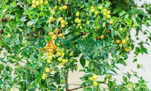 Hướng Dẫn Trồng Và Chăm Sóc Cây Táo Tàu Sai Trái Tại Nhà Hướng Dẫn Trồng Và Chăm Sóc Cây Táo Tàu Sai Trái Tại Nhà