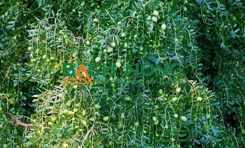 Hướng Dẫn Trồng Và Chăm Sóc Cây Táo Tàu Sai Trái Tại Nhà Hướng Dẫn Trồng Và Chăm Sóc Cây Táo Tàu Sai Trái Tại Nhà