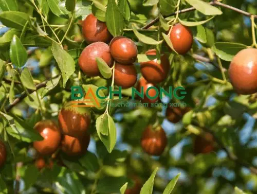 Hướng Dẫn Trồng Và Chăm Sóc Cây Táo Tàu Sai Trái Tại Nhà Hướng Dẫn Trồng Và Chăm Sóc Cây Táo Tàu Sai Trái Tại Nhà