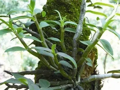 Cách Trồng Và Chăm Sóc Thạch Hộc Tía Đúng Cách: Hướng Dẫn Chi Tiết