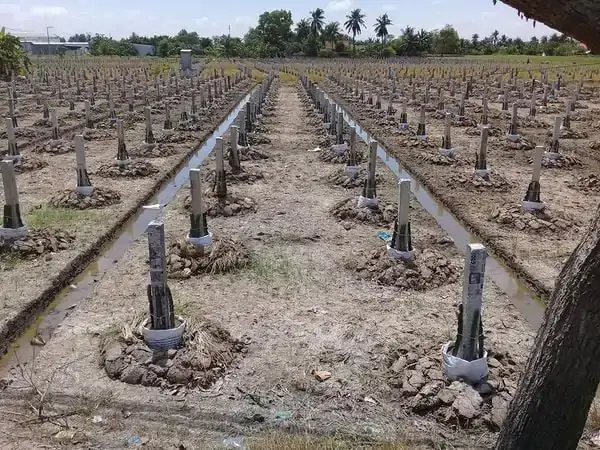 Hướng Dẫn Kỹ Thuật Trồng Và Chăm Sóc Cây Thanh Long Toàn Diện