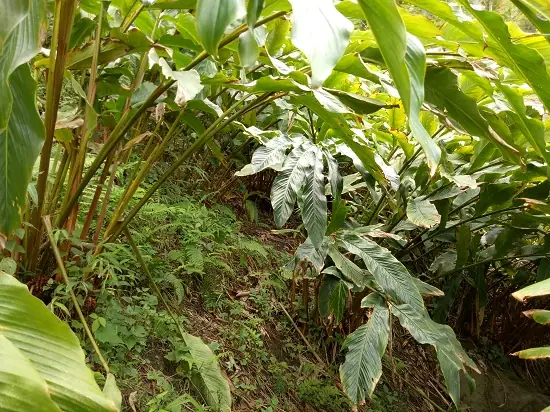 Cách Trồng Thảo Quả Đạt Năng Suất Cao, Làm Giàu Bền Vững