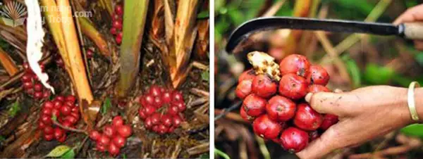 Cách Trồng Thảo Quả Đạt Năng Suất Cao, Làm Giàu Bền Vững