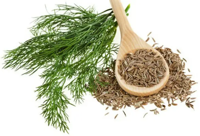 Hướng Dẫn Chi Tiết Cách Trồng Thì Là Trong Thùng Xốp Hiệu Quả Tại Nhà