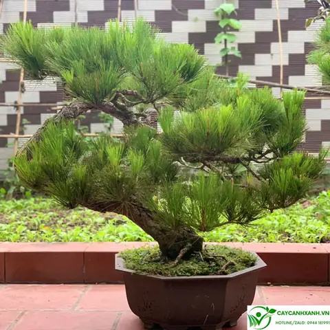 Hướng Dẫn Chi Tiết Cách Trồng Và Chăm Sóc Cây Thông Bonsai Đẹp Tại Nhà Hướng Dẫn Chi Tiết Cách Trồng Và Chăm Sóc Cây Thông Bonsai Đẹp Tại Nhà
